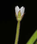 Fringed willowherb